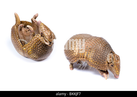 Three-banded armadillo (Tolypeutes tricinctus) Captive Stock Photo