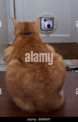 Dog looking through the cat flap at a ginger tom cat, Hampshire, England. Stock Photo