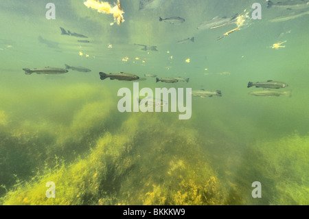 School of rainbow trouts in a pond in Belgium Stock Photo