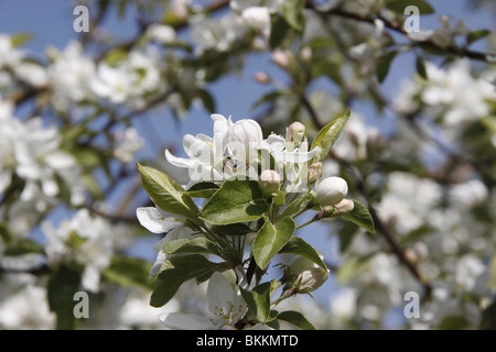 Branch on a crab apple tree with blossoms and a soft out of focus background Stock Photo