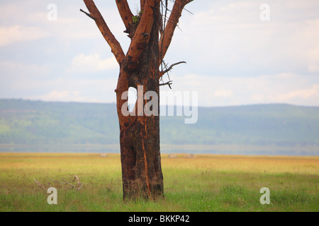 Kenya, Lake Nakuru National Park, landscape nature trees bushland Stock Photo