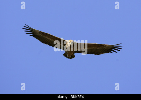 Juvenile Bateleur Eagle, Kruger, South Africa Stock Photo