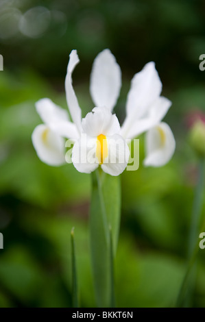 White and yellow Dutch Iris flower grown from bulb in and urban garden, London UK Stock Photo