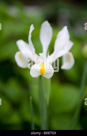 White and yellow Dutch Iris flower grown from bulb in and urban garden, London UK Stock Photo