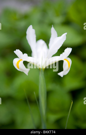 White and yellow Dutch Iris flower grown from bulb in and urban garden, London UK Stock Photo