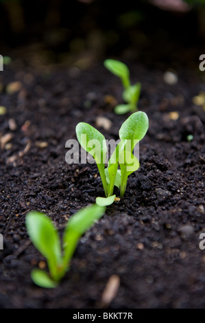 Baby Little Gem salad or lettuce plants in an urban garden, London UK Stock Photo