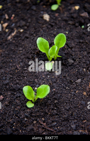 Baby Little Gem salad or lettuce plants in an urban garden, London UK Stock Photo