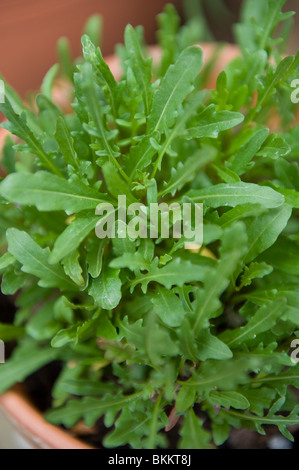 Edible rocket growing in a pot in an urban garden, London UK Stock Photo