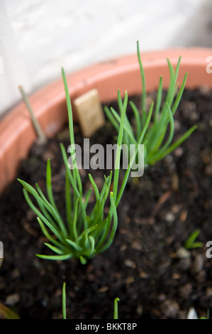 Young shallot plants growing in a large pot in an urban garden, UK 2010 Stock Photo