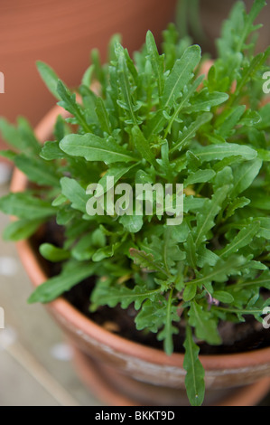 Edible rocket growing in a pot in an urban garden, London UK Stock Photo
