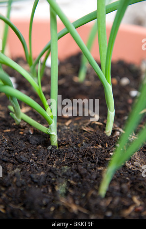 Young onion plants in a pot in an urban garden, UK Stock Photo