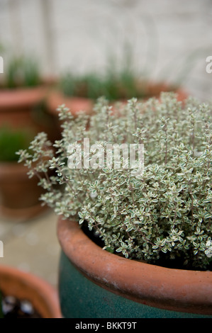 Variegated Golden Lemon Thyme growing in a pot in and urban garden, London UK Stock Photo