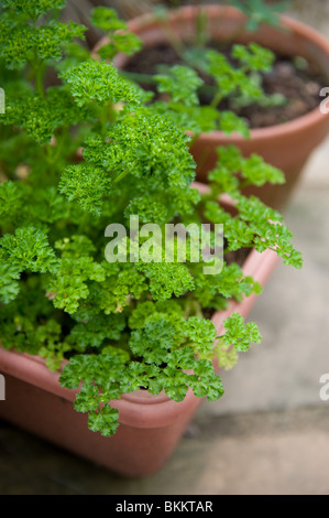 Curled Leaf Parsley, petroselinum crispum, growing in a pot in an urban garden for culinary use, London, UK Stock Photo