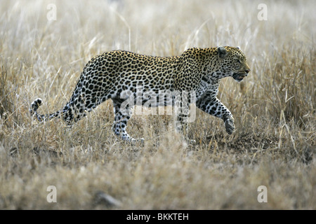 african, leopard, kruger, park, south, africa Stock Photo