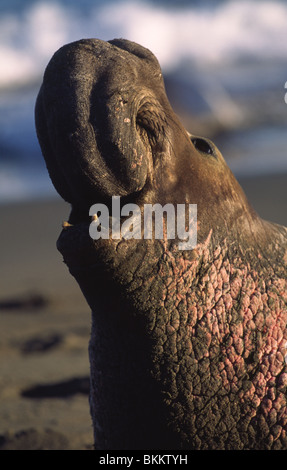 Elephants seals Stock Photo