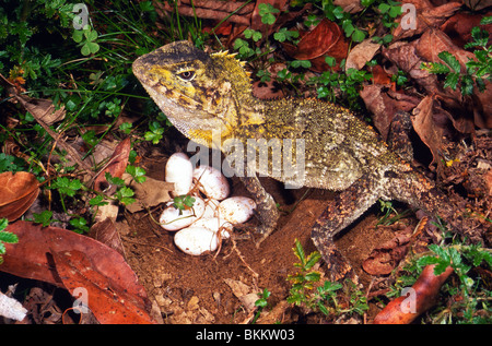 Female southern angle-headed dragon (Hypsilurus spinipes) beside nest, Barrington Tops, New South Wales, Australia Stock Photo