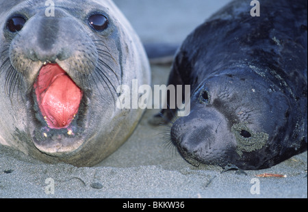 Elephants seals Stock Photo