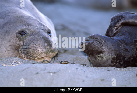 Elephants seals Stock Photo