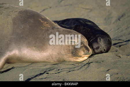 Elephants seals Stock Photo