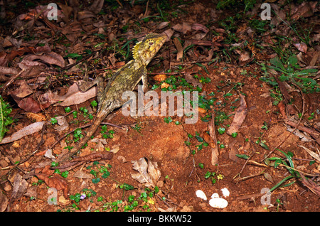 Female southern angle-headed dragon (Hypsilurus spinipes) next to nest, Barrington Tops, New South Wales, Australia Stock Photo