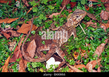 Female southern angle-headed dragon (Hypsilurus spinipes) laying eggs, Barrington Tops, New South Wales, Australia Stock Photo