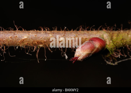 Hazel, female flower, corylus avellana Stock Photo
