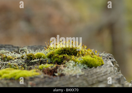Moss on wall Stock Photo