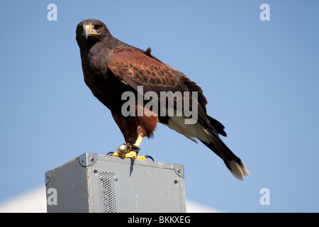 Close up portrait of a Harris Hawk standing on a metal box against a clear blue sky Stock Photo