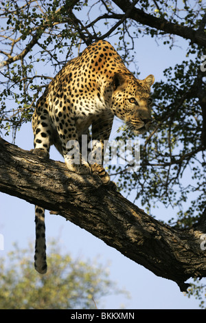 male leopard in tree, south africa Stock Photo