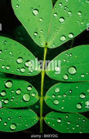 Costa Rica, Monteverde Cloud Forest, raindrops on rainforest leaves. Stock Photo