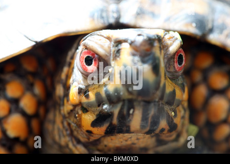 Turtle stares intently at the camera at the Norfolk Zoo in Norfolk ...