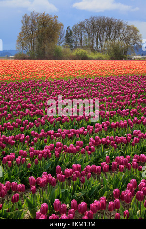 Tulips in Skagit Valley during the annual Tulip Festival Stock Photo