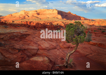 Juniper tree and rock formations in Vermilion Cliffs National Monument, Arizona Stock Photo