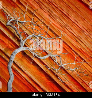 Dead juniper contrasted against a sandstone wall in Vermilion Cliffs National Monument, Arizona Stock Photo