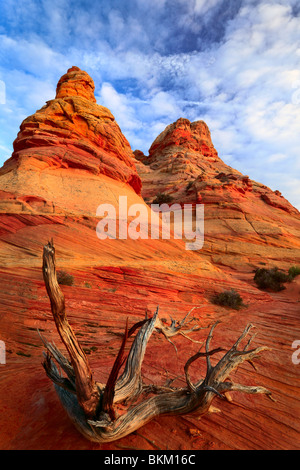 Dead juniper contrasted against a sandstone wall in Vermilion Cliffs National Monument, Arizona Stock Photo