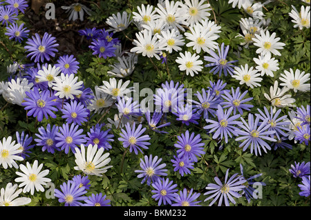 Blue and white windflowers Anemone blanda open in sun in spring Stock Photo