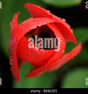 Raindrops on tulip flower Stock Photo