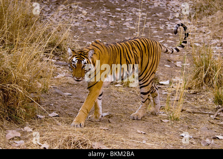 Female Bengal tiger, Panthera tigris, walks through dry grasses Ranthambore NP, India Stock Photo