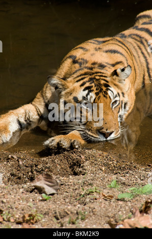 Bengal tiger relaxing by cooling off in water Kanha NP, India Stock Photo