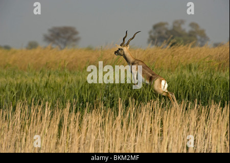 Blackbuck, Antilope cervicapra, jumping out of cornfield India Stock Photo
