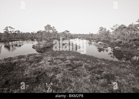Umbusi Bog in early spring Stock Photo