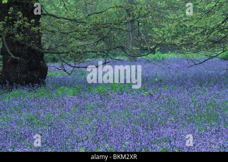 Azure bluebells carpet beneath deciduous trees in a woodland in May. Stock Photo