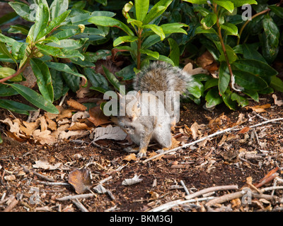 A common grey squirrel collecting nuts in woodland, Nottinghamshire England UK Stock Photo