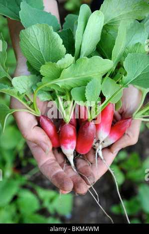 A bunch of freshly picked radishes in the hands of a female gardener UK Stock Photo