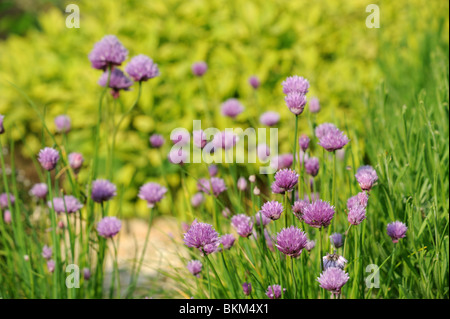 Flowering Chives in a herb garden UK Stock Photo