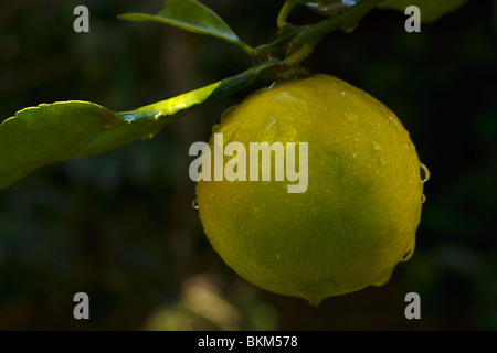 Almost ripe lemon on a tree covered in droplets of water. Family: Rutaceae, Genus: Citrus, Species: C. limon. Stock Photo