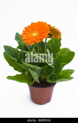 orange gerbera plant isolated on white Stock Photo