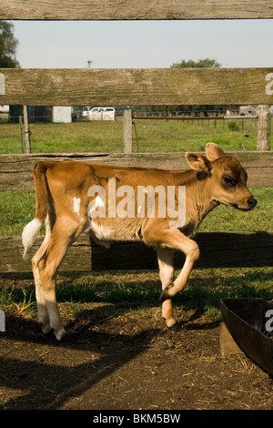 Jersey cow calf   called Tinkerbell Stock Photo