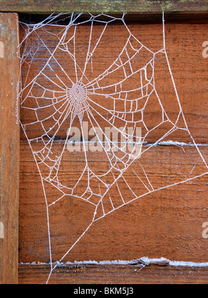 frost on a cobweb in winter Stock Photo
