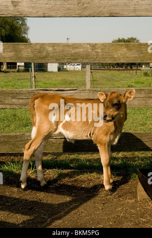 Jersey cow calf   called Tinkerbell Stock Photo